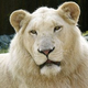 Illustration for article titled Why Albino Animals Aren't Always White (And Non-Albino Animals Are)